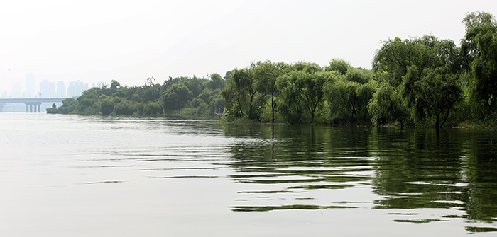 서강대교 아래 자리잡은 밤섬 