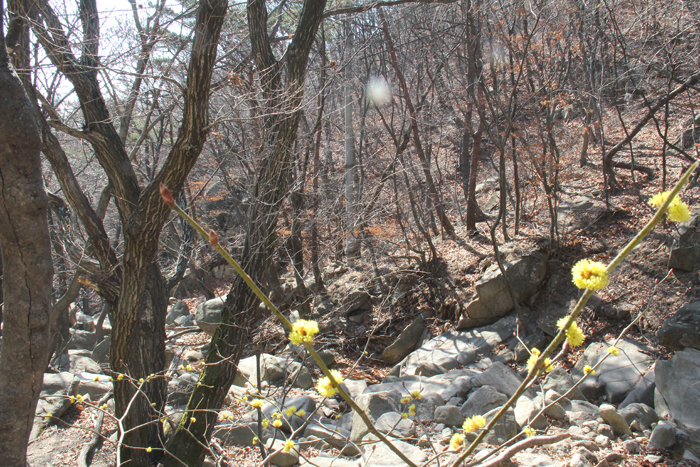 등산로 곳곳에서 맑은 시냇물이 흐르는 계곡(사진 위)과 막 피어나기 시작한 야생화를 볼 수 있다. 