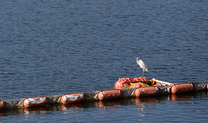 섬진강 상류는 백로의 서식지로도 잘 알려져 있다. 