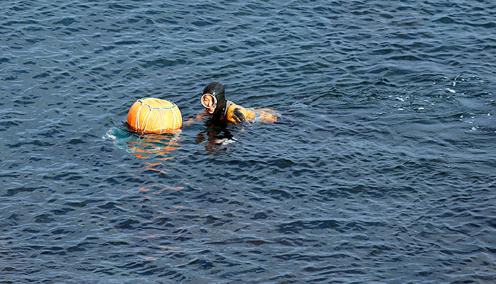 제주도 앞 바다에서 해녀가 해산물을 채취 하고 있다. 해녀들이 직접 캔 어패류와 해조류는 제주도 내에서도 최상급 상품으로 인정한다. 