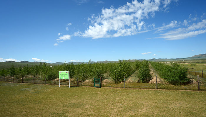 Mongolia_Forest_Project_1215_01.jpg