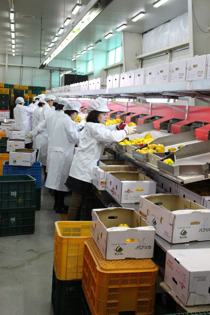 함안은 주력산업은 공업이나 시설 채소 또한 활발히 생산되고 있다. 함안산업단지(Haman General Industrial Complex), 수박재배시설 및 수박출하장, 파프리카 선별작업(사진 위로부터).