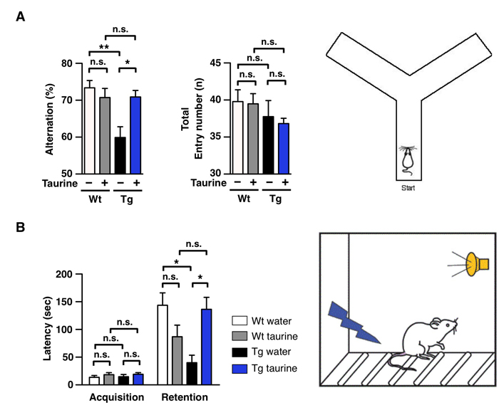 알츠하이머 병이 유도된 실험 쥐에 타우린을 투약한 결과 인지 기능 행동 시험에서 기억력과 학습능력이 정상 수준으로 회복됐다. 