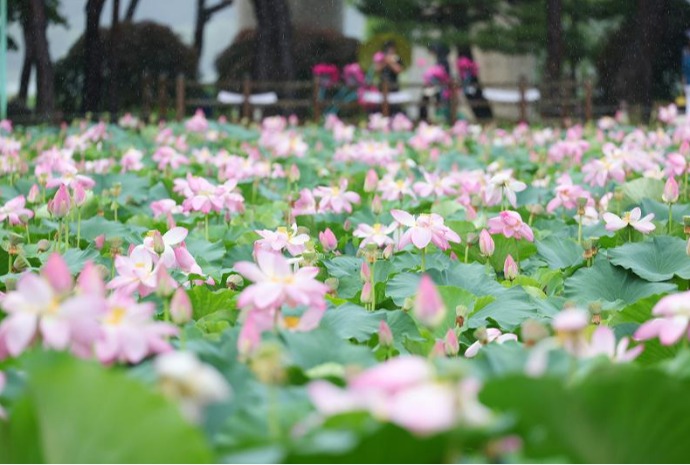 不被雨打湿的美丽——荷花