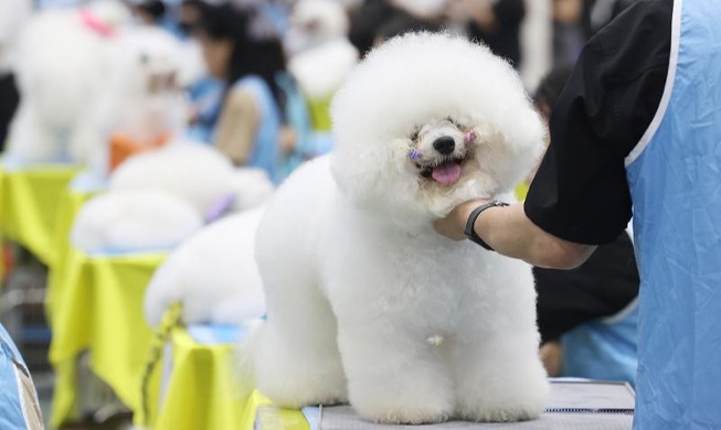 全国宠物美容大赛