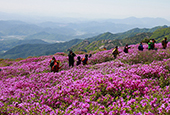 爬山看山踯躅，跑步看樱花