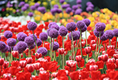高阳国际花卉博览会，花的盛宴