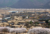 传统文化的原型，河回村
