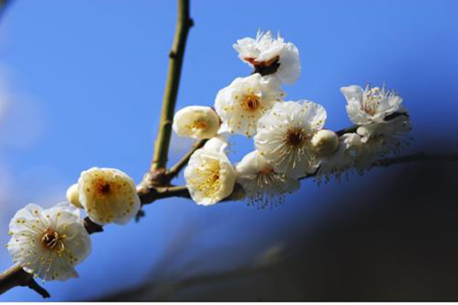 国立公园里传来春天开花的消息