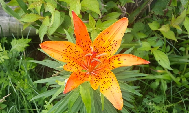 智异山中盛开的'夏季野生花'