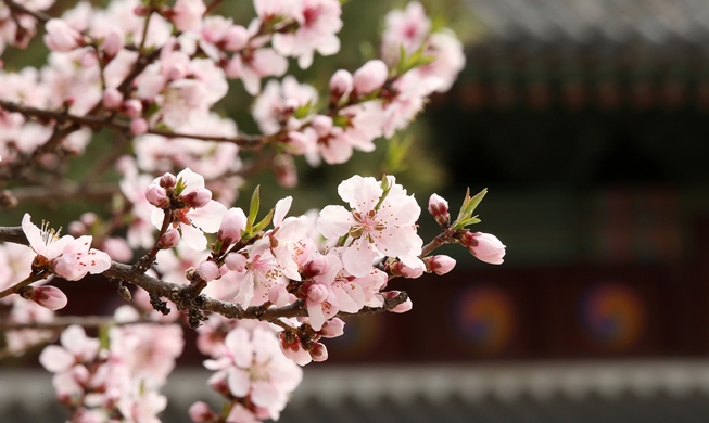 今年樱花何时开