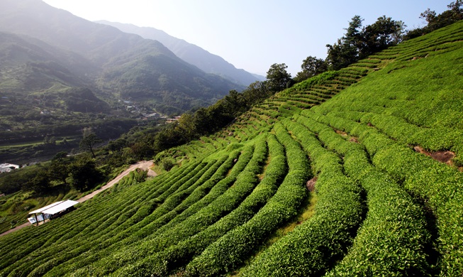 “河东传统茶业”指定为世界重要农业遗产