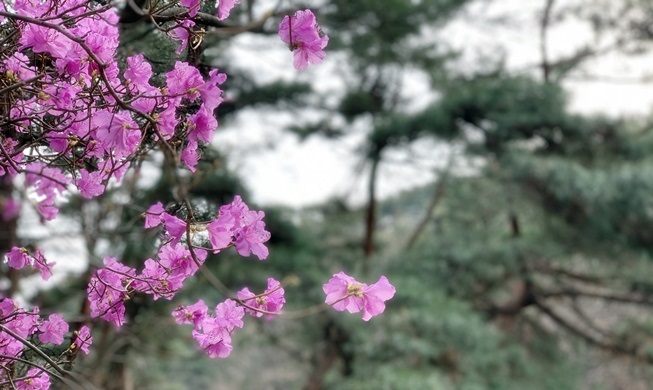 在韩国春天去登山的理由