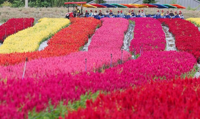 秋天的花园，百花盛开