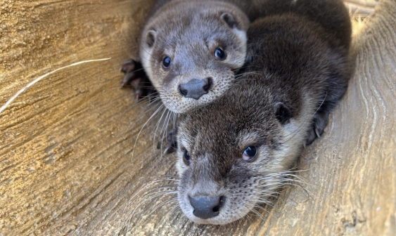 【韩国与动物同行】动物政策从“利用”走向“共生”