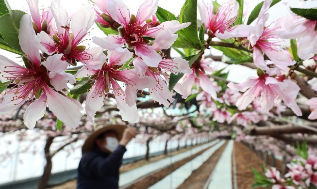 桃花报春