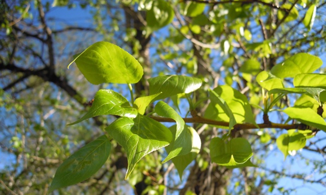 韩国研究团队开发出无需电力即可自动调节温度的新型材料