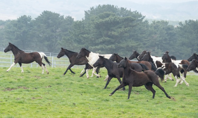 契合韩国人体型 国产骑乘马“RDA”时代开启
