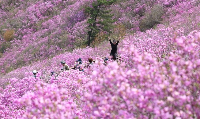 漫山遍野杜鹃花