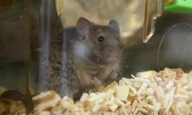 韩国农食品部发布动物实验伦理责任指南