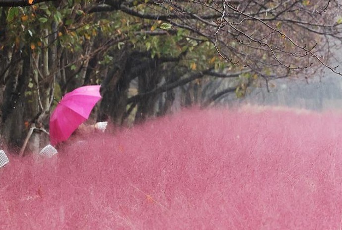 秋雨中的粉黛乱子草