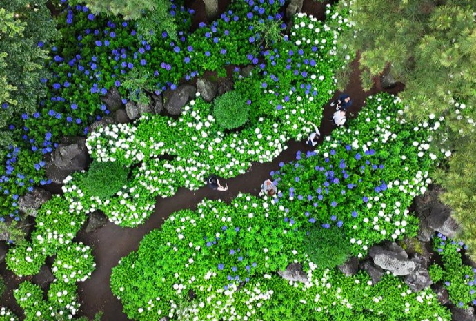 漫步绣球花海