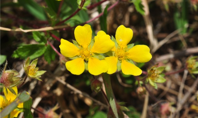官方确认韩国本土生物共有62604种