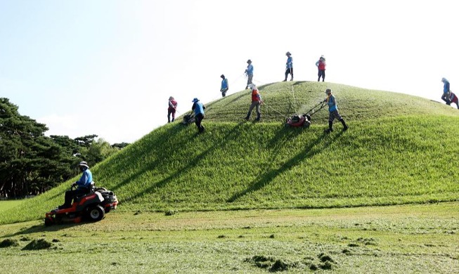 在“庆州五陵”除草扫墓