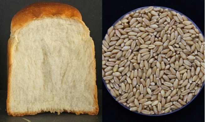 农村振兴厅通过快速育种技术开发出每年可收获四次的烘焙用小麦