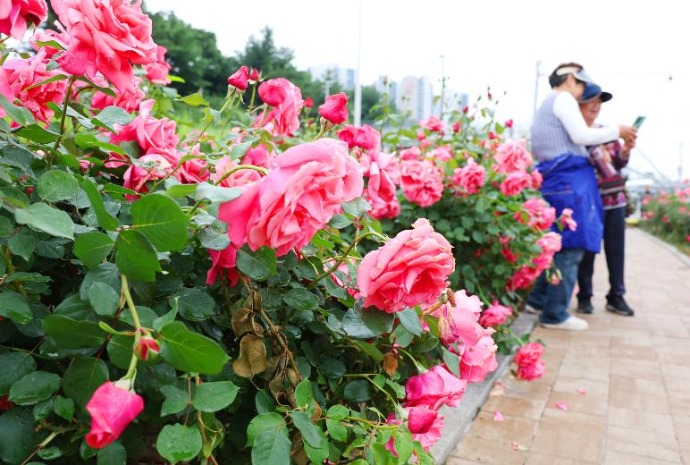 漫步玫瑰花海