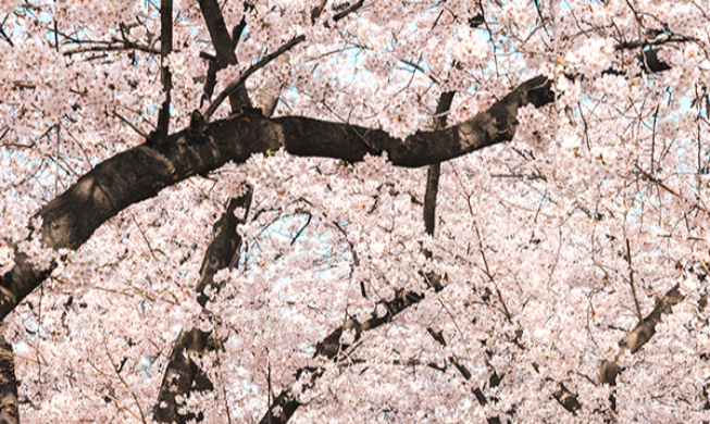 永登浦汝矣岛春花庆典