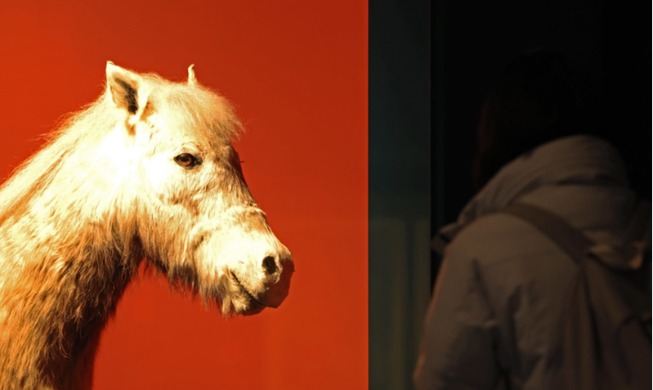 《日常生活中处处可见的“马”》