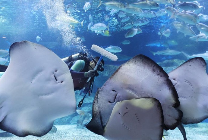 迎新年清洁水族馆