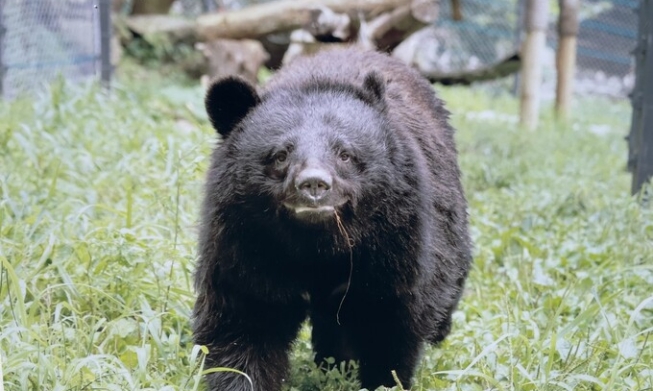 【韩国与动物同行】韩国的动物庇护所