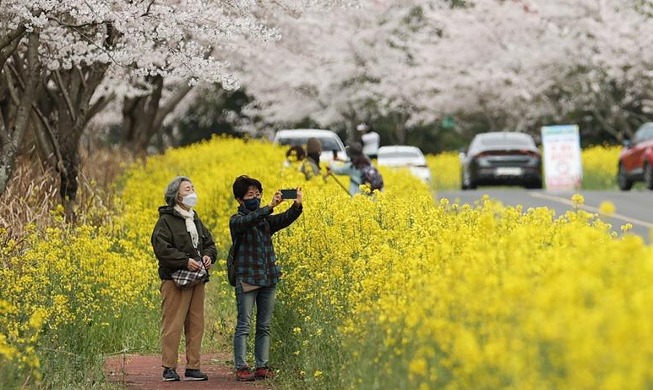 济州岛赏花