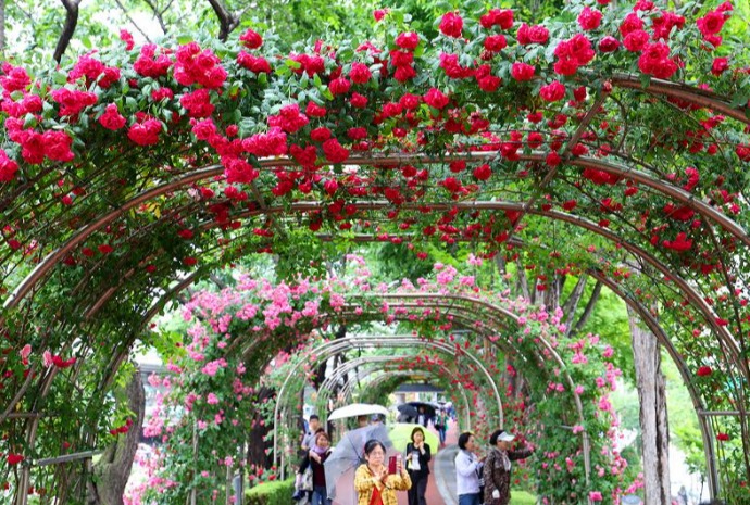 玫瑰芬芳四溢