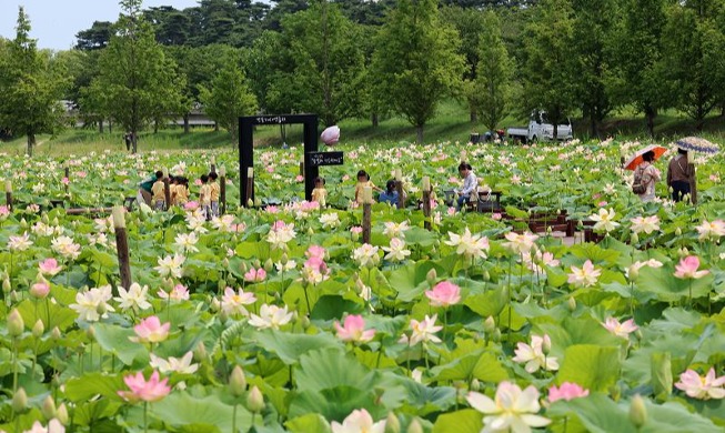 莲花盛开