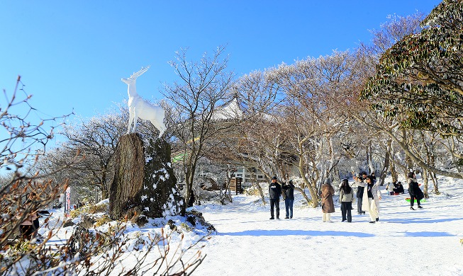 在汉拿山享受冬日雪景