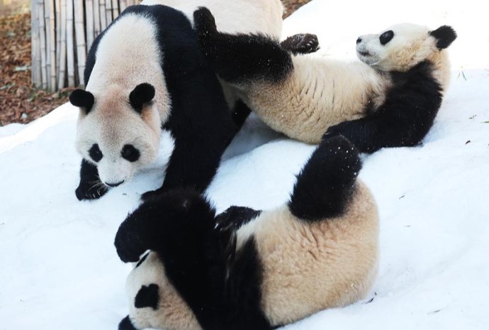 熊猫母女在雪地嬉戏