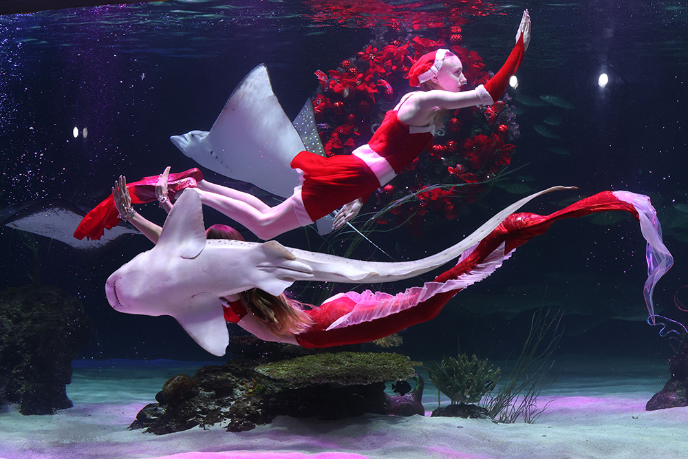 12月8日，在首尔永登浦区汝矣岛Aqua Planet 63，身穿圣诞美人鱼服装的演员们在水中翩翩起舞。
