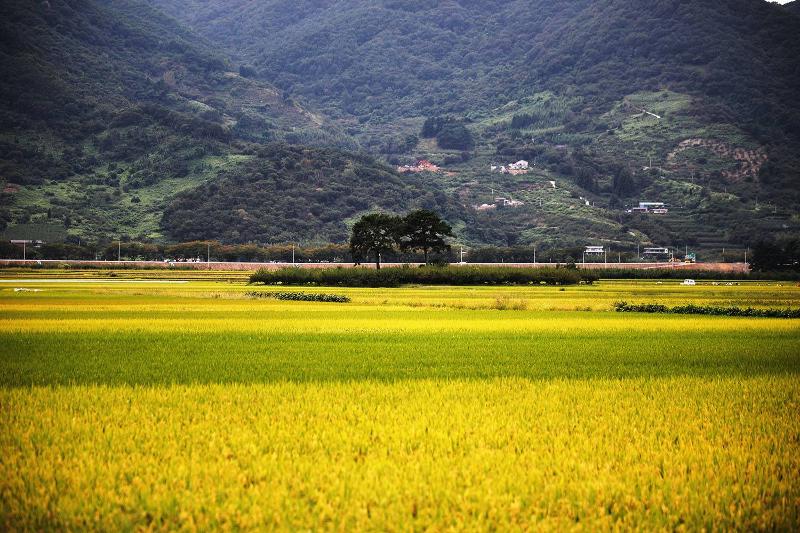 韩国文学巨匠朴景利（1926~2008年）长篇小说《土地》的背景地——平沙里田野。图片来源：河东郡厅