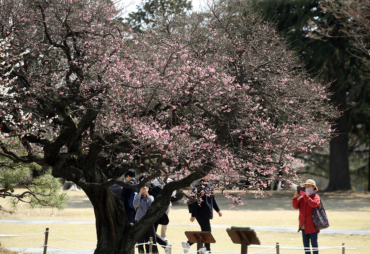 3月15日下午，在光州北区全南大学，市民们正在盛开的红梅树下拍照。