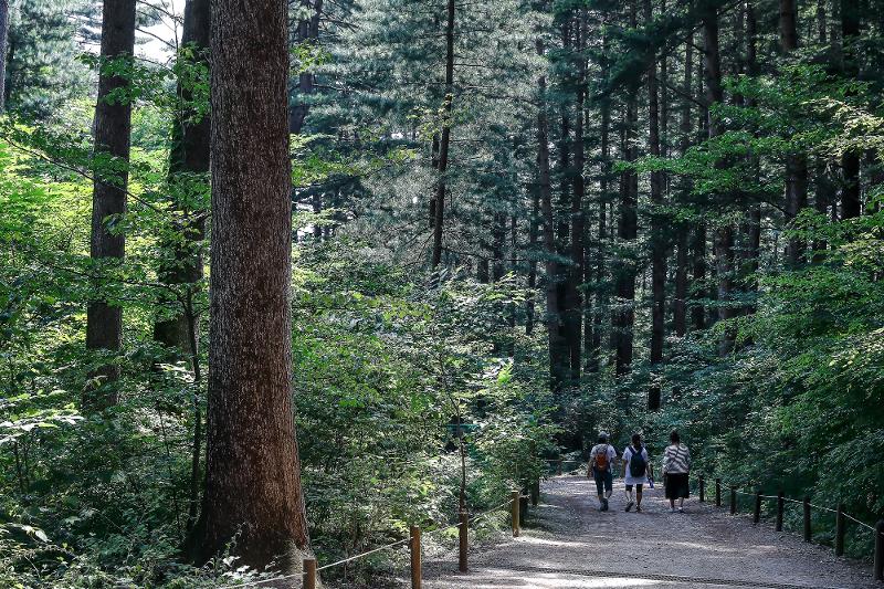 图为，位于京畿道抱川市的光陵林。图片来源：山林厅