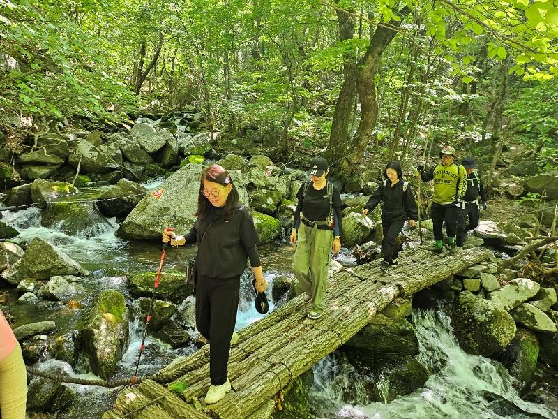 图为，在江原道杨口郡DMZ Punch Bowl森林，正在踏过溪谷的登山游客。图片来源：山林厅