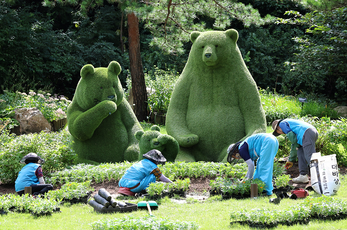 9月3日，在江原道江陵松香树木园，工作人员正在种植迎秋植物。