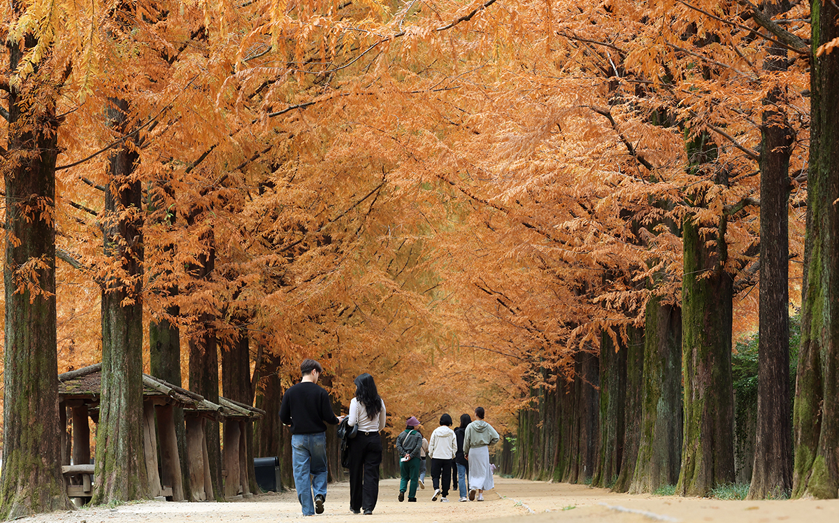 11月15日，在全罗南道潭阳郡水杉林荫道上，市民们正在漫步享受着秋日美景。