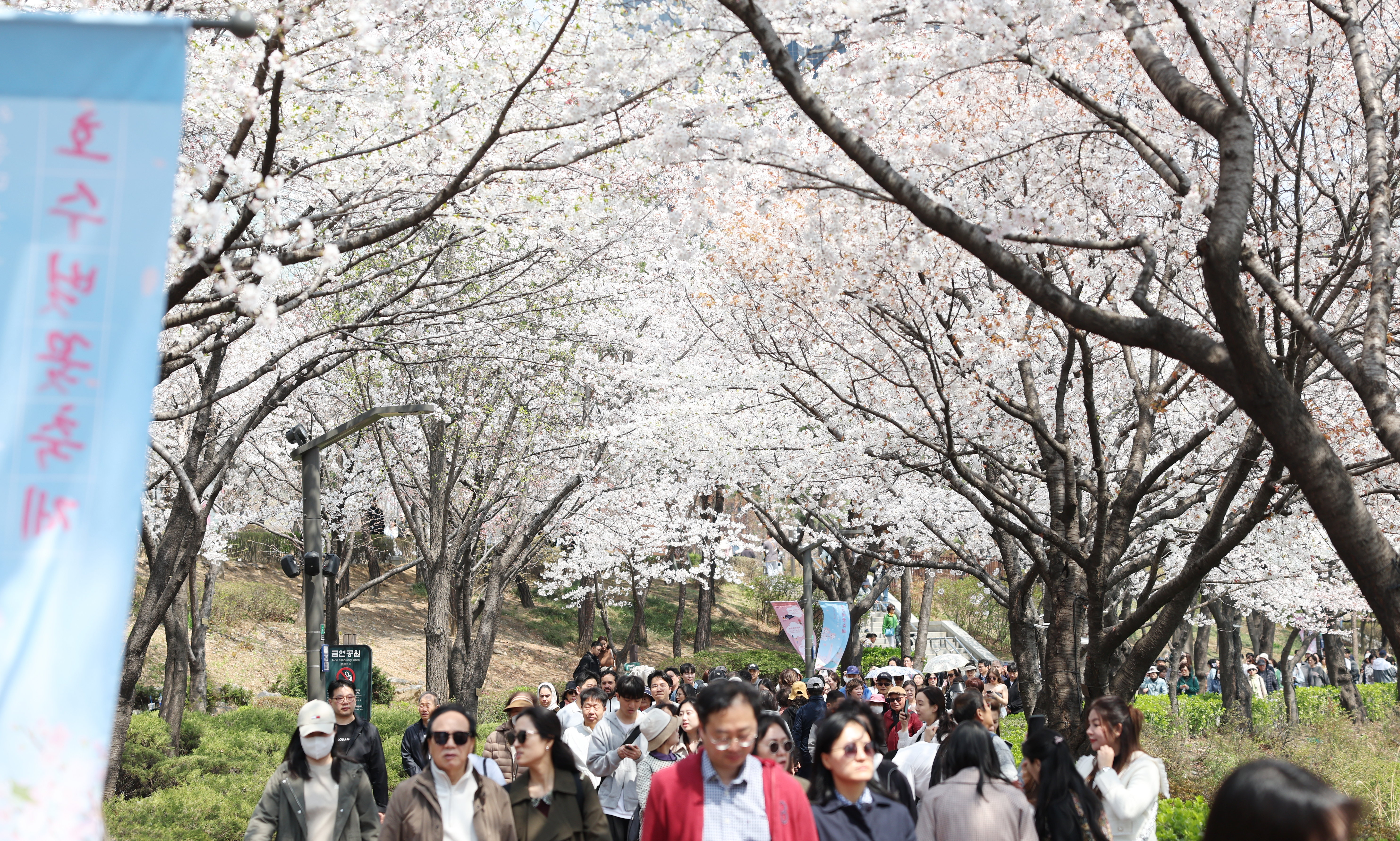 4月7日，在首尔市松坡区石村湖，市民们在樱花绽放的石村湖漫步。