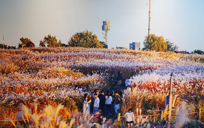 每年秋季因紫芒节而闻名的兰芝岛蓝天公园，在1993年前曾是巨大的垃圾填埋场。图片来源：西部公园休闲中心