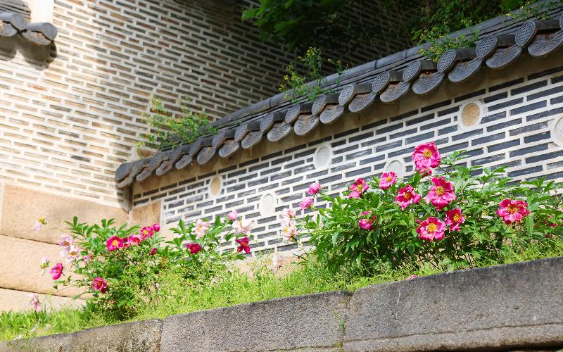 宫殿的殿阁、庭院、墙壁和树。昌德宫与自然完美融合，后院墙下芍药花盛开。从这淡雅的风景中，可以看到最具韩国特色的美。