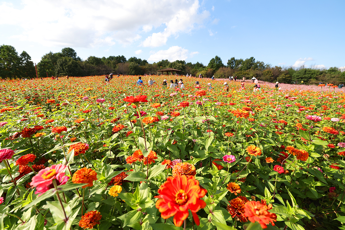 10月23日，在仁川市西区梦想公园的野生花园区举行的“2025梦想公园菊花节”上，市民们正尽享秋日花海。